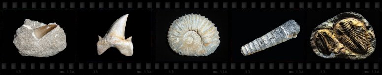 Skamieniaoci